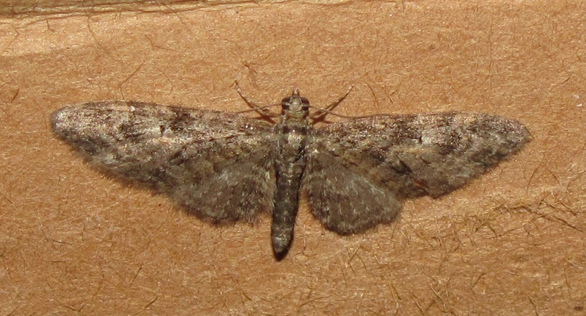 Eupithecia abbreviata (Geometridae?)